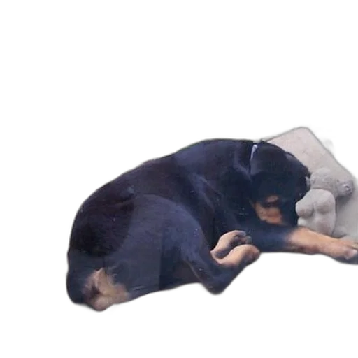animal, creature, furniture, staff transparent PNG cut-out