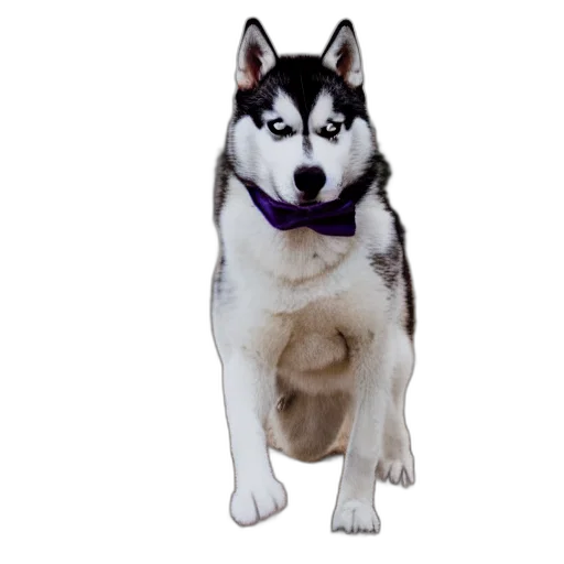 animal, creature, staff, face transparent PNG cut-out