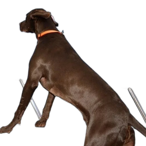 staff, animal, weapon, furniture transparent PNG cut-out