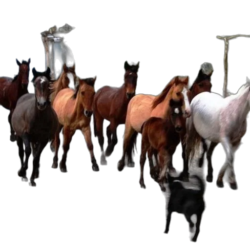 animal, staff, jewelry, weapon transparent PNG cut-out