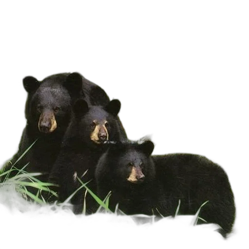 animal, photorealistic, oil painting, concept art transparent PNG cut-out