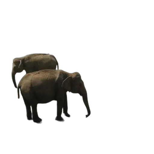 animal, creature, weapon, umbrella transparent PNG cut-out