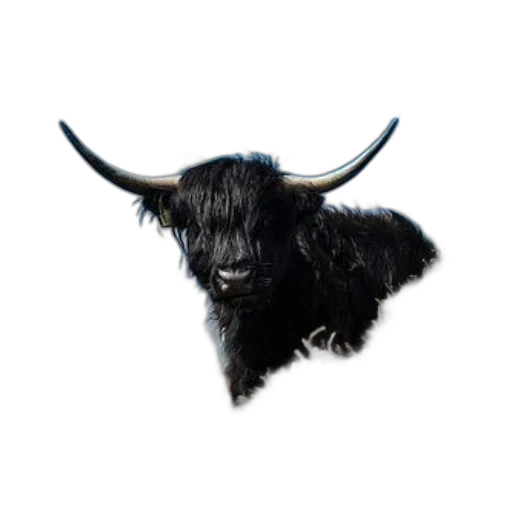 animal, face, hair, creature transparent PNG cut-out