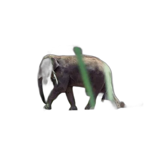 animal, creature, dragon, weapon transparent PNG cut-out