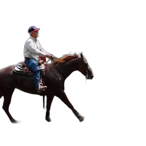 animal, hat, crown, creature transparent PNG cut-out