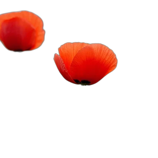 flower, crown, hat, food transparent PNG cut-out