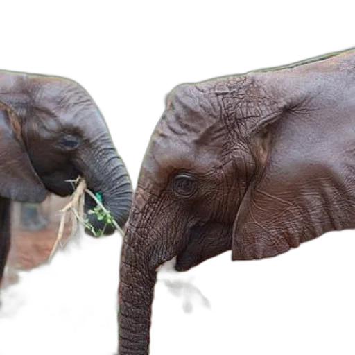 animal, photorealistic, two, elephants transparent PNG cut-out