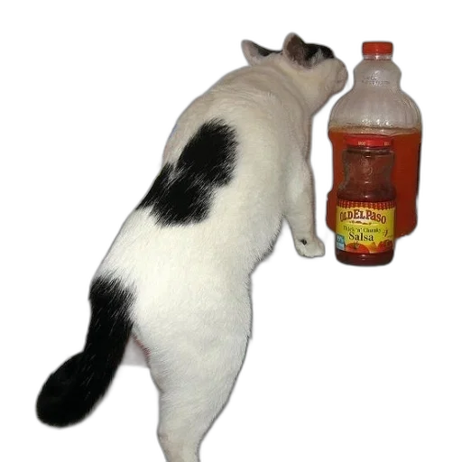 bottle, animal, food, staff transparent PNG cut-out
