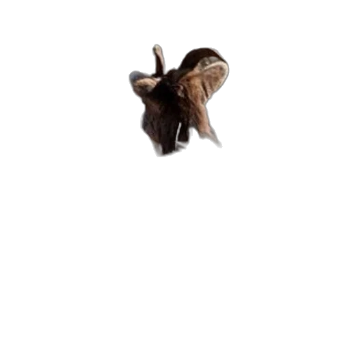 animal, creature, hat, umbrella transparent PNG cut-out