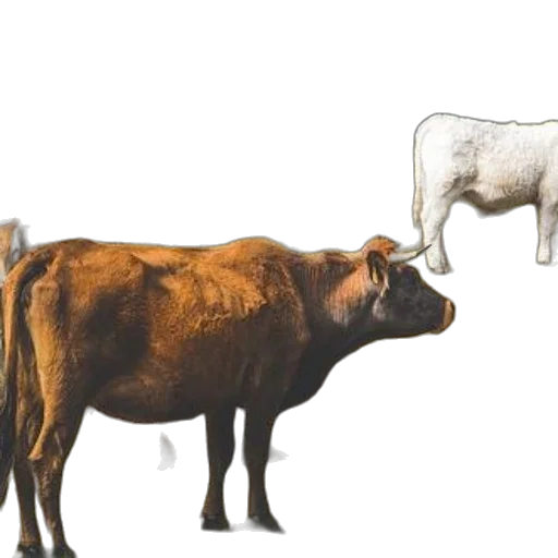 animal, food, concept art, photorealistic transparent PNG cut-out