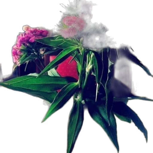 flower, crown, hat, mask transparent PNG cut-out