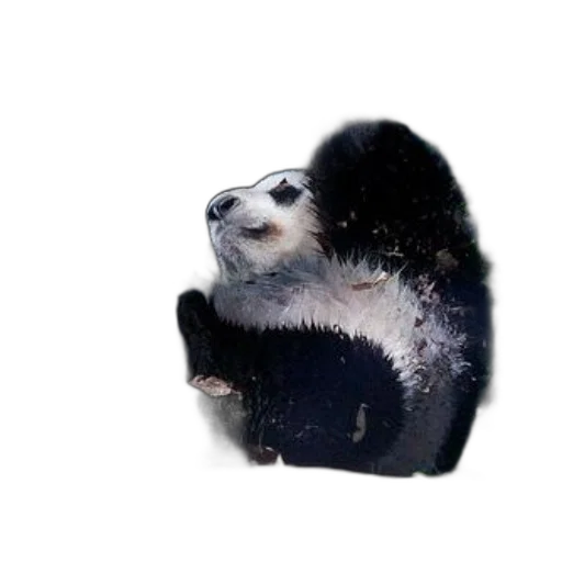 animal, creature, jacket, hair transparent PNG cut-out