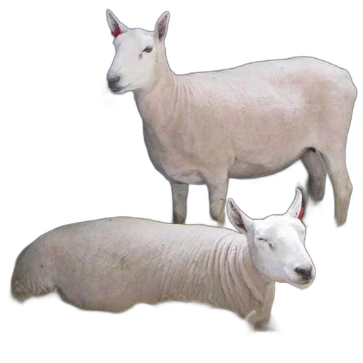 animal, food, creature, jewelry transparent PNG cut-out