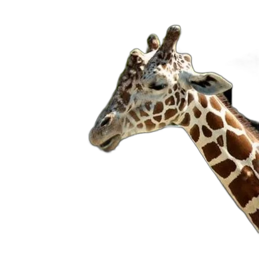 animal, creature, staff, hat transparent PNG cut-out