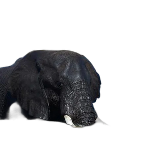 animal, creature, staff, hair transparent PNG cut-out
