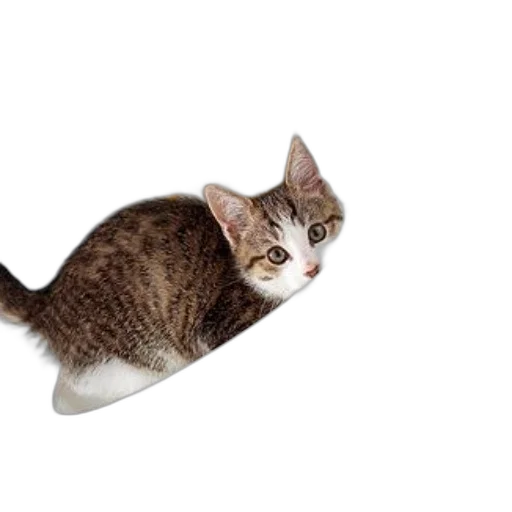 animal, creature, staff, hat transparent PNG cut-out
