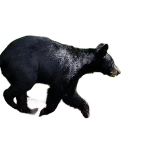 animal, creature, staff, weapon transparent PNG cut-out