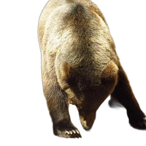 animal, creature, staff, face transparent PNG cut-out