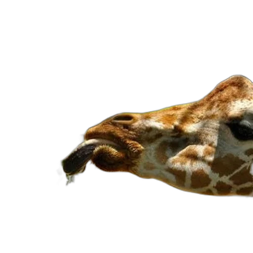 animal, mask, creature, face transparent PNG cut-out