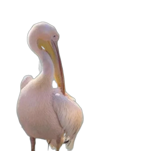 animal, creature, staff, jewelry transparent PNG cut-out
