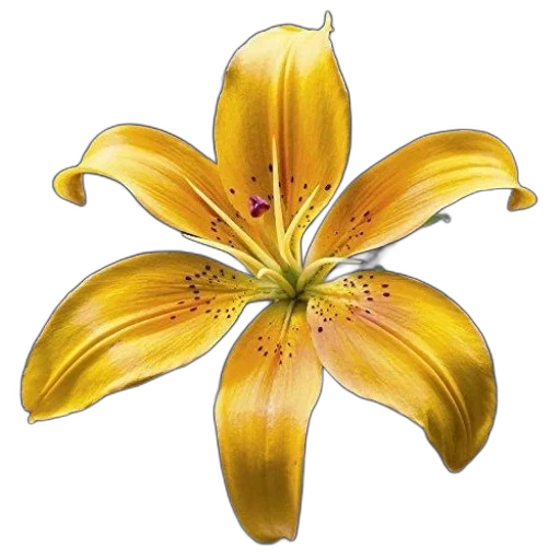 flower, crown, jewelry, staff transparent PNG cut-out