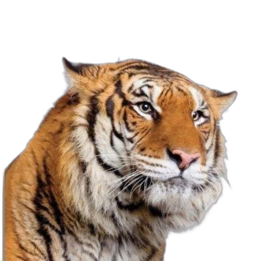 animal, creature, face, staff transparent PNG cut-out