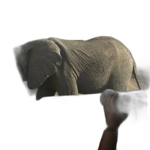 animal, creature, hat, mask transparent PNG cut-out