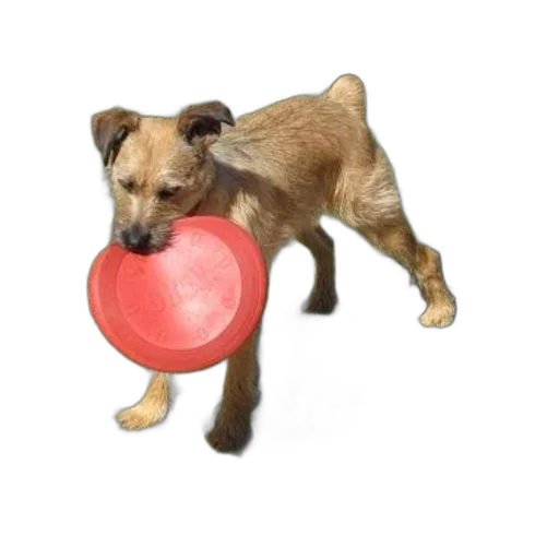 animal, staff, photorealistic, small transparent PNG cut-out