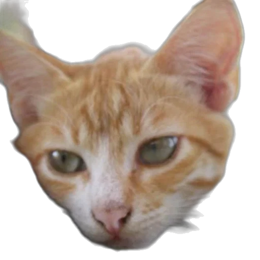 animal, face, creature, staff transparent PNG cut-out