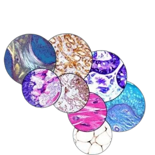 jewelry, crown, umbrella, flower transparent PNG cut-out