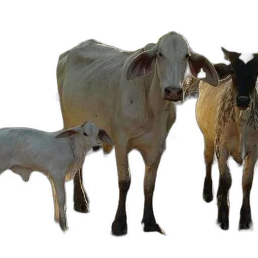 animal, photorealistic, 3d render, three transparent PNG cut-out