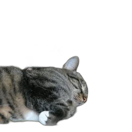 animal, creature, staff, hat transparent PNG cut-out