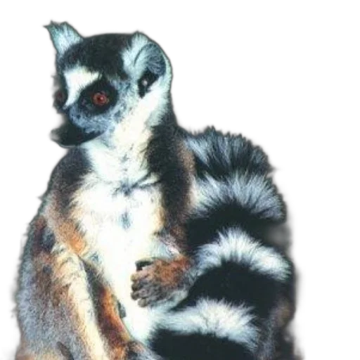 animal, creature, staff, hair transparent PNG cut-out