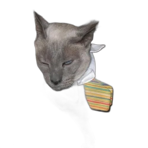 hat, staff, jewelry, animal transparent PNG cut-out