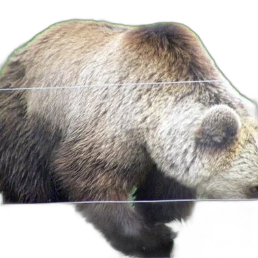 animal, creature, face, photorealistic transparent PNG cut-out
