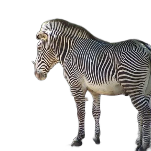 animal, creature, jewelry, furniture transparent PNG cut-out