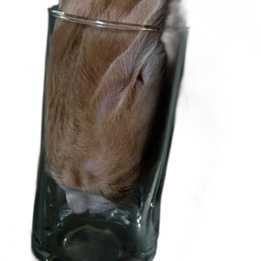 bottle, animal, hair, creature transparent PNG cut-out