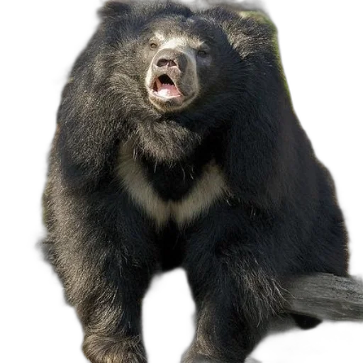animal, creature, hair, face transparent PNG cut-out