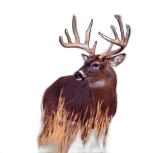 animal, crown, creature, hair transparent PNG cut-out