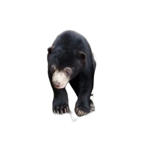 animal, creature, staff, face transparent PNG cut-out