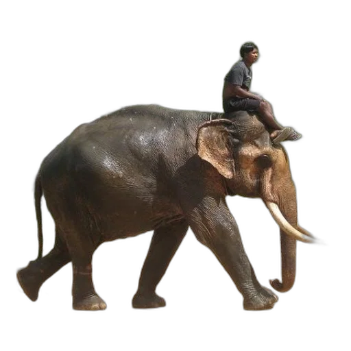 animal, creature, staff, concept art transparent PNG cut-out