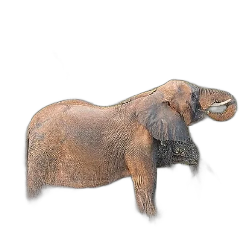 animal, creature, hair, hat transparent PNG cut-out