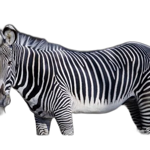 animal, creature, jewelry, 3d render transparent PNG cut-out