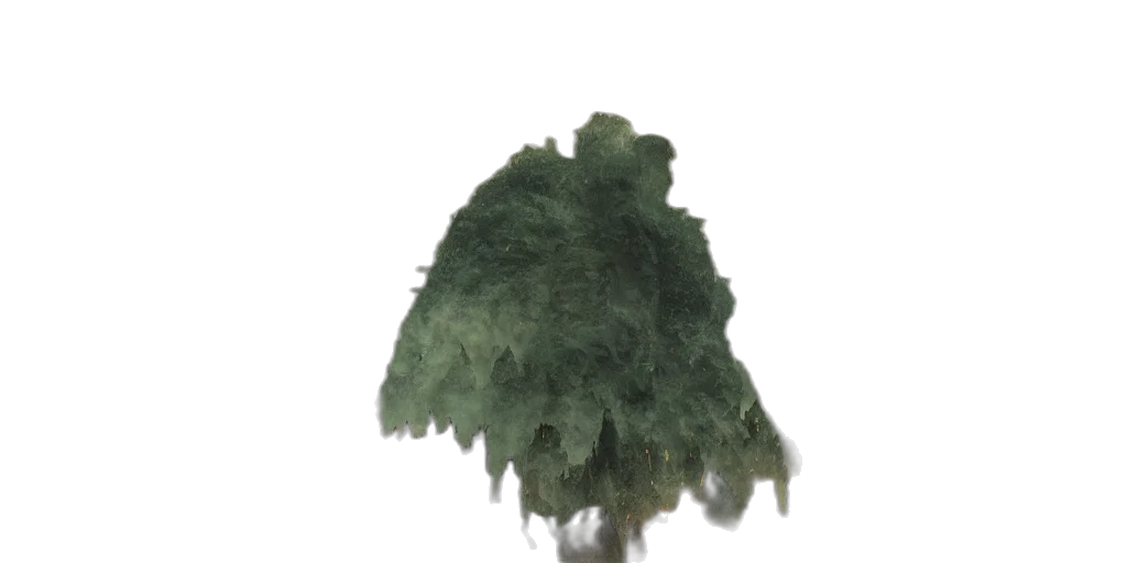 tree, hair, crown, hat transparent PNG cut-out
