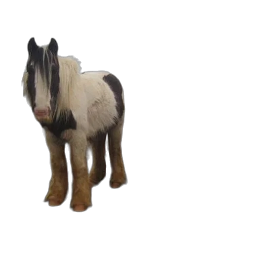 animal, creature, staff, hair transparent PNG cut-out
