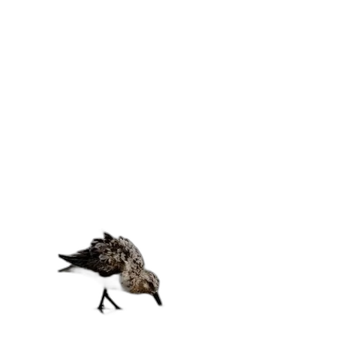 animal, creature, dragon, shoes transparent PNG cut-out
