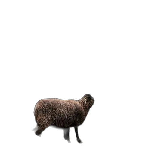 animal, creature, hair, hat transparent PNG cut-out