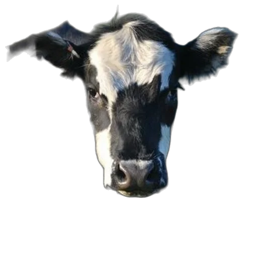animal, face, mask, creature transparent PNG cut-out