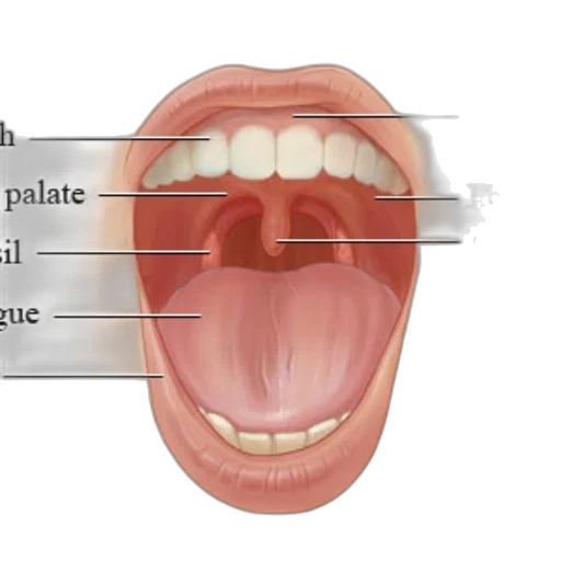face, anatomical, illustration, mouth transparent PNG cut-out