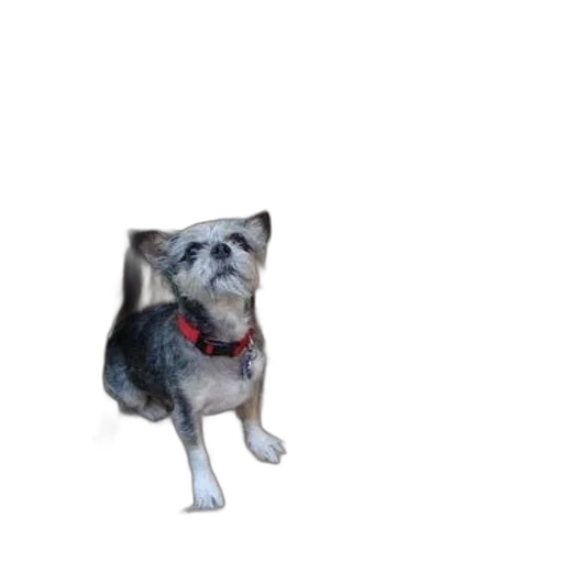 animal, creature, staff, robot transparent PNG cut-out